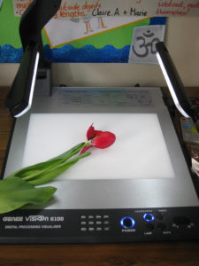 tulipthumb